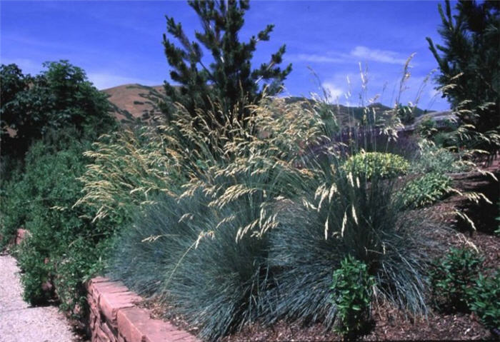 Blue Oat Grass