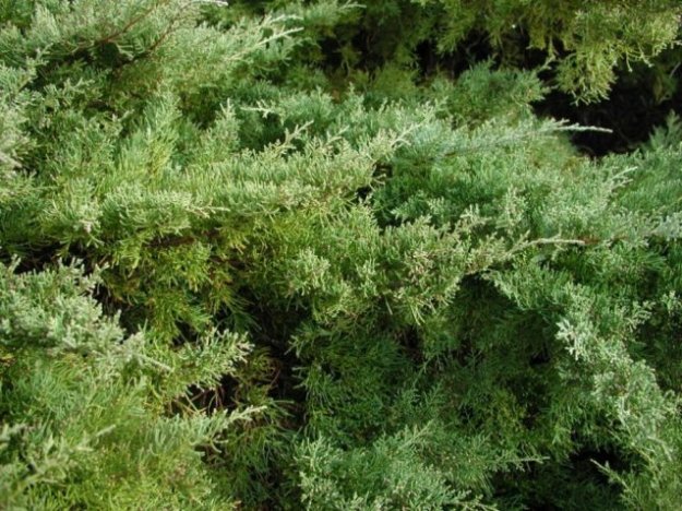 Plant photo of: Juniperus X pfitzeriana