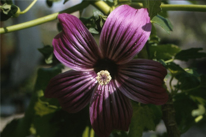 Island Tree Mallow, Rose Mallow