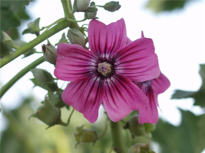 Plant photo of: Lavatera assurgentiflora 'Purisima'