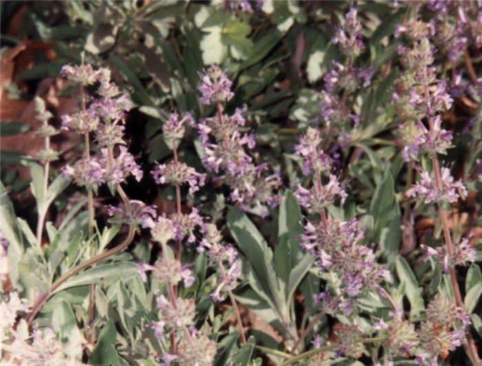 Plant photo of: Salvia sonomensis 'Dara's Choice'