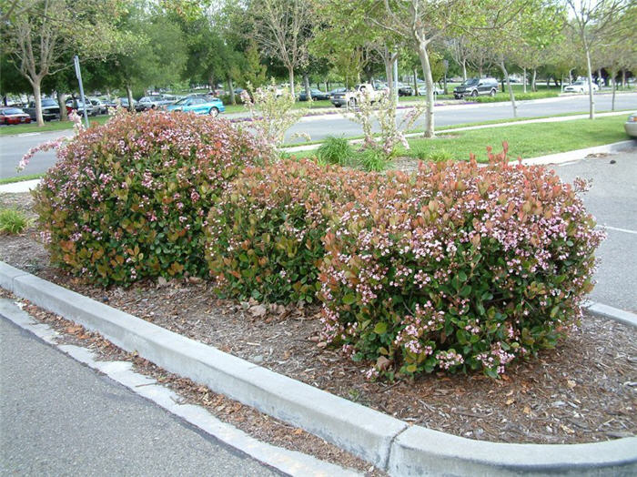 Glossy Abelia, White Abelia