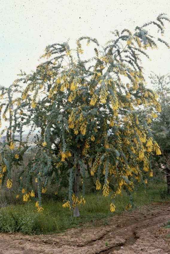 Fearnleaf Acacia, Bailey Acacia