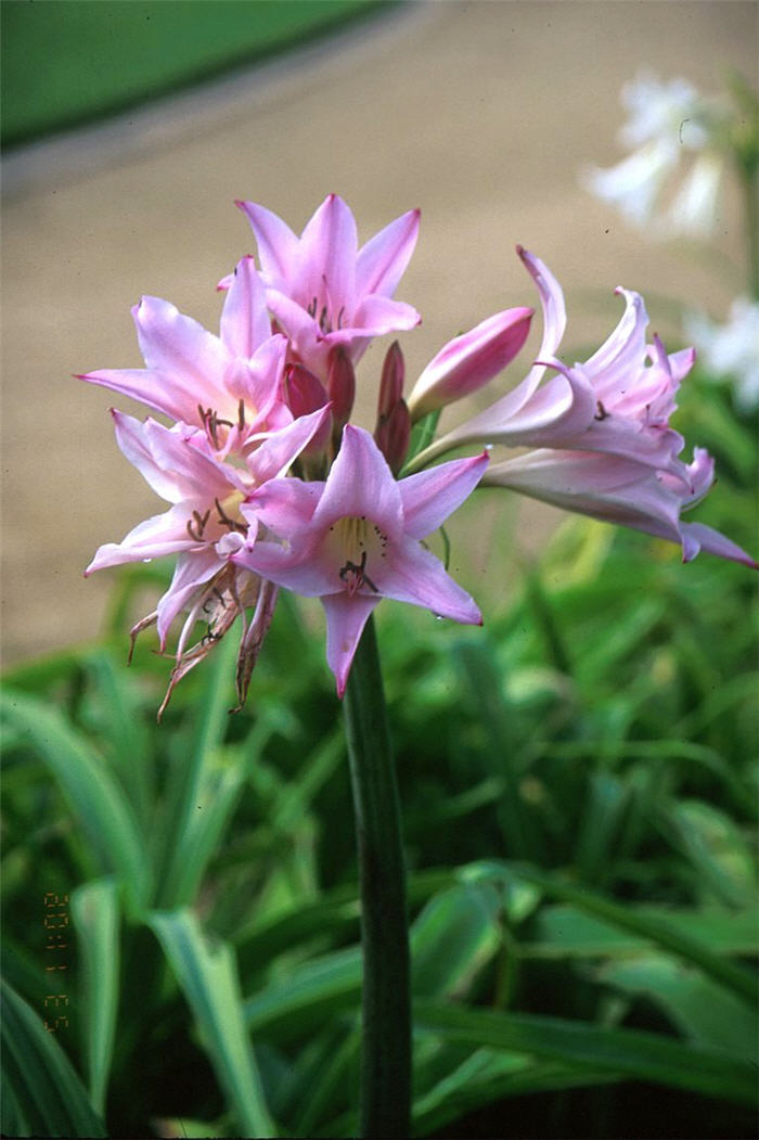 Amarcrinum memoria-corsii