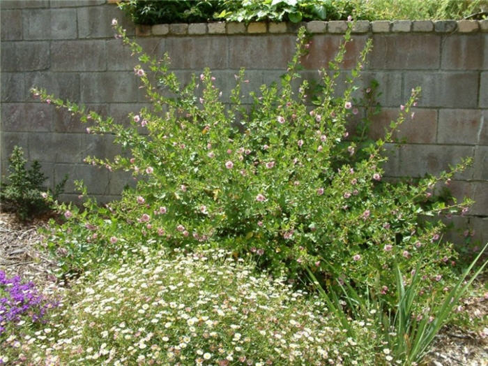 Anisodontea X hypomandarum