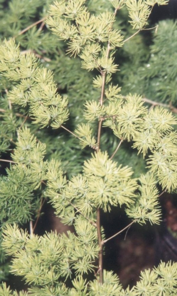 Asparagus retrofractus