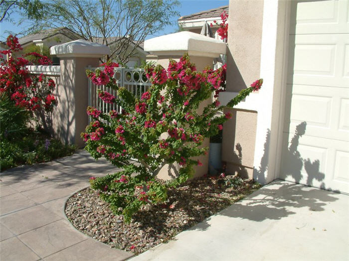 Bougainvillea spectablis 'Torch Glow'