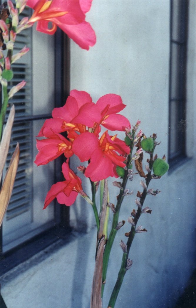 Common Garden Canna