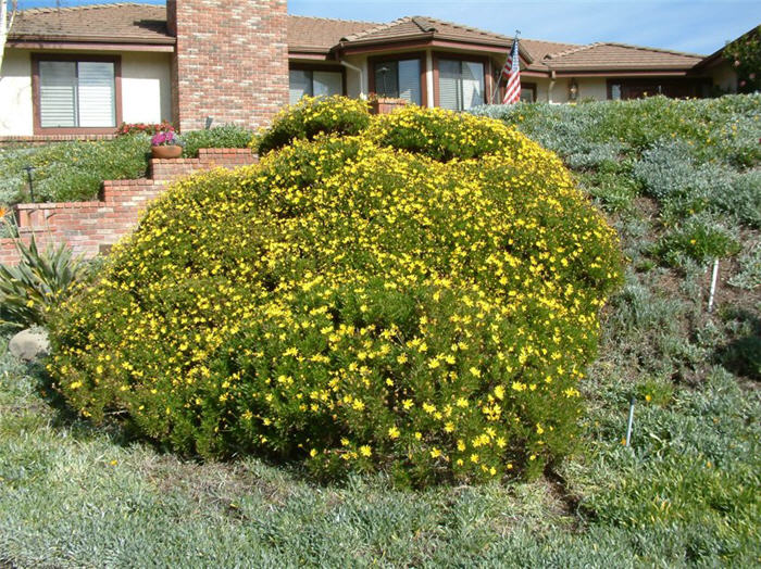 Chrysanthemum frutescens