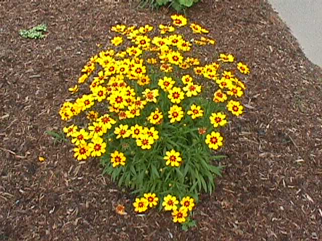 Coreopsis grandiflora 'Sun Ray'