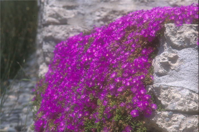 Rosea Ice Plant