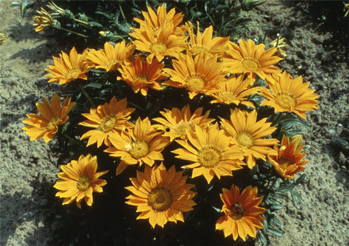 Gazania hybrids