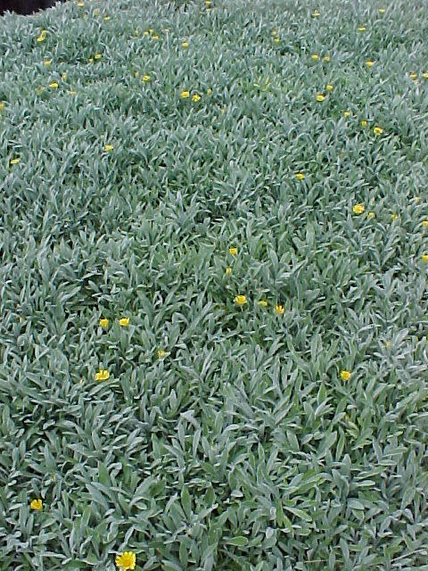 Gazania X rigens leucolaena 'Sun Gold'