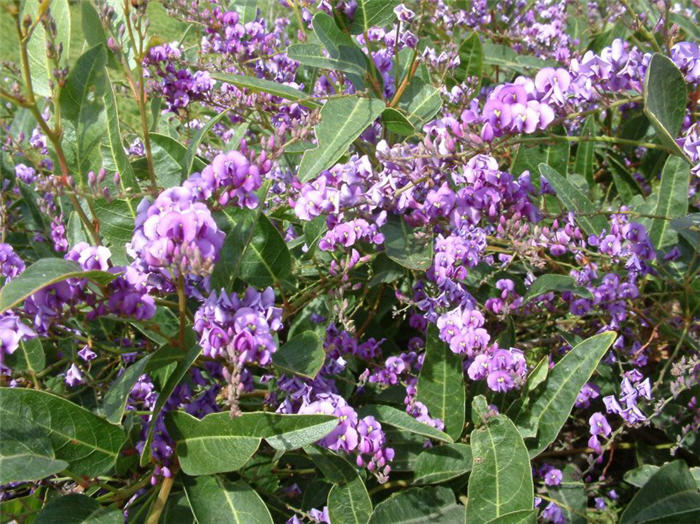 Lilac Vine, Coral Pea