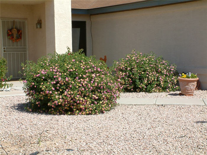 Lantana 'Christine'