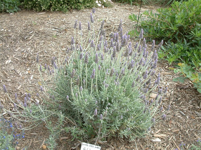 Lavandula dentata candicans