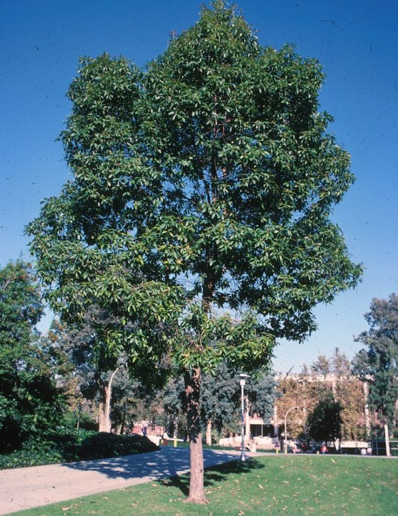 Lophostemon confertus