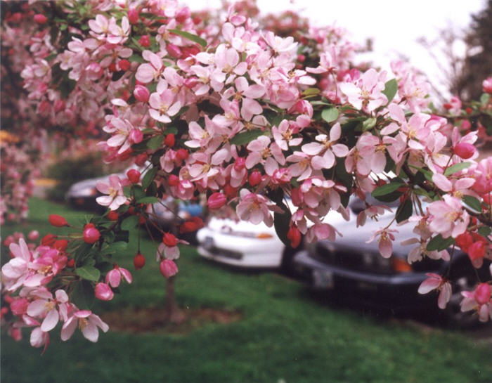 Malus floribunda