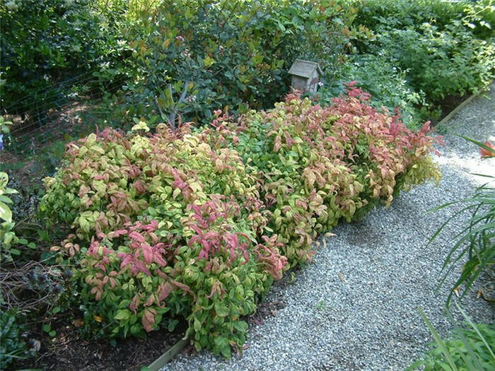 Nandina domestica 'Nana'