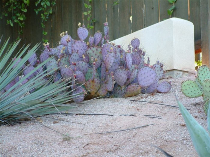 Opuntia macrocentra 'Tubac'