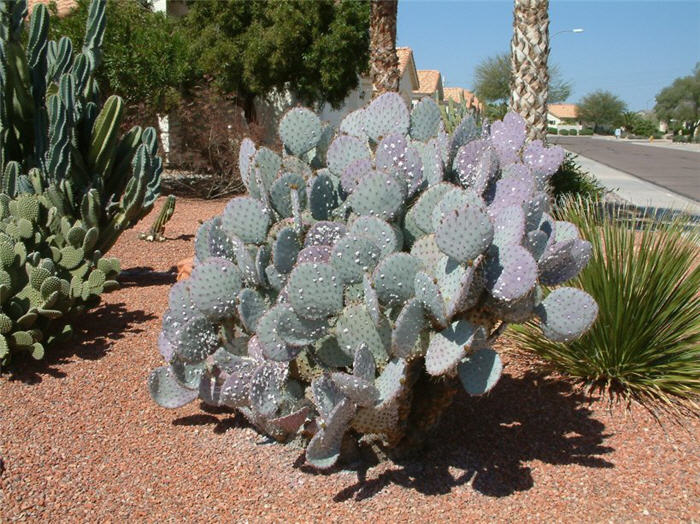 Santa Rita Cactus