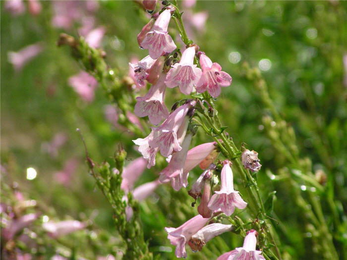 Plant photo of: Penstemon 'Apple Blossom'