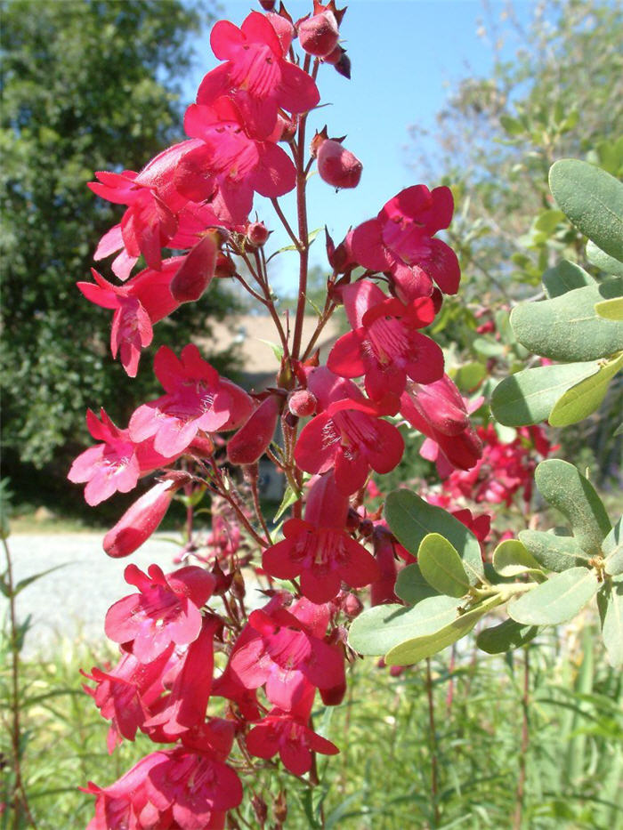 Penstemon 'Ruby King'