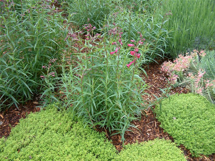 Penstemon 'Garnet'