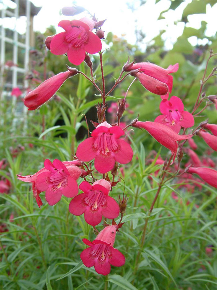 Plant photo of: Penstemon 'Garnet'
