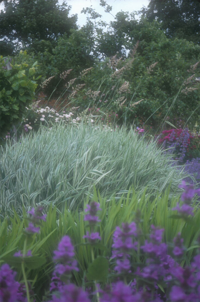 Plant photo of: Phalaris arundinacea picta