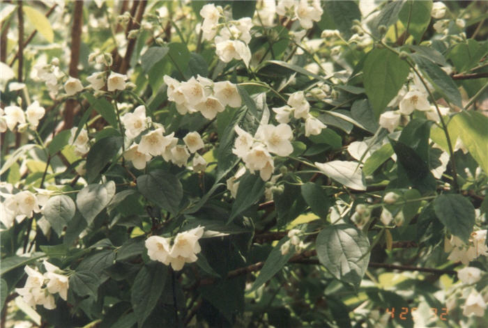 Philadelphus lewisii 'Goose Creek'