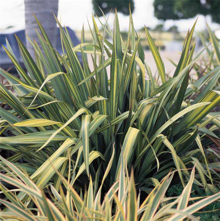 Phormium 'Radiance'