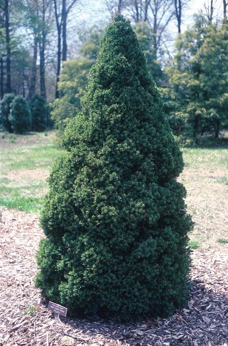 Dwarf Alberta Spruce