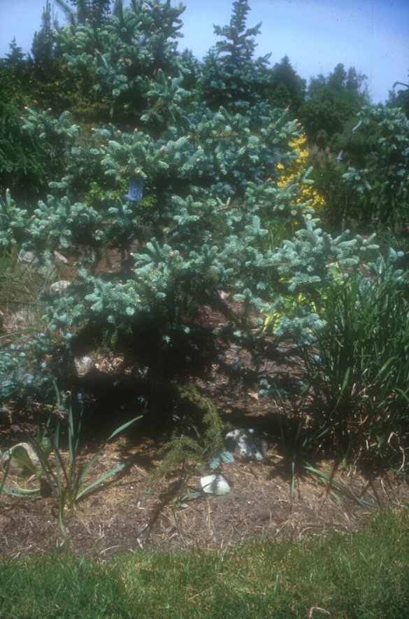 Koster Blue Spruce
