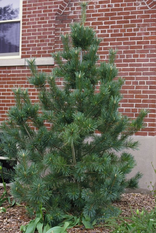 Vanderwolf's Pyramid Pine
