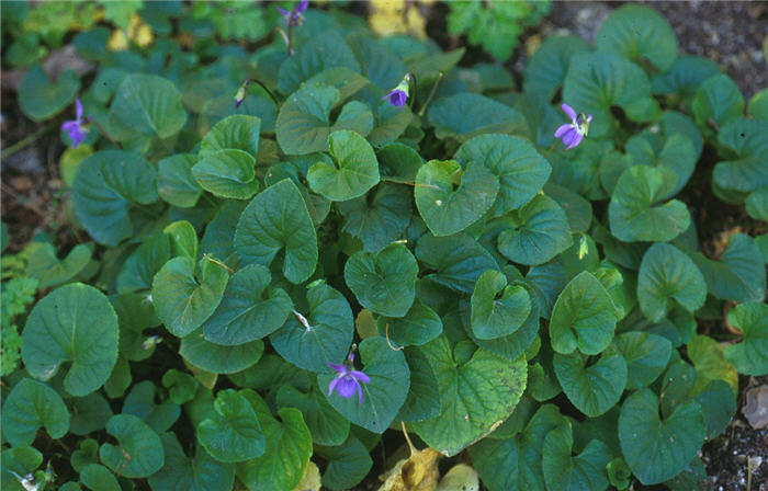 Sweet Violet, English Violet