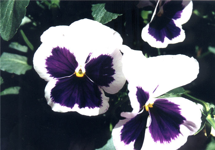 Viola X wittrockiana