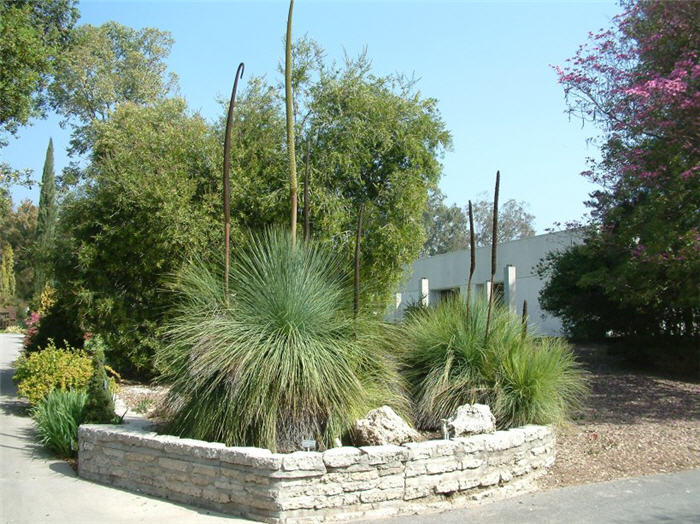 Australian Grass Tree