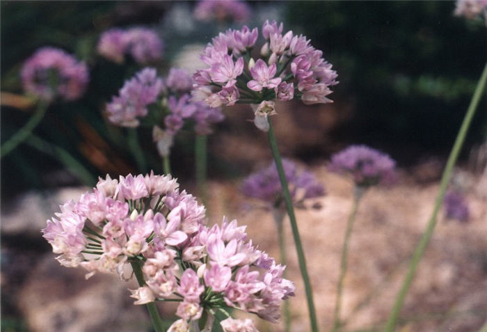 Ornamental onion