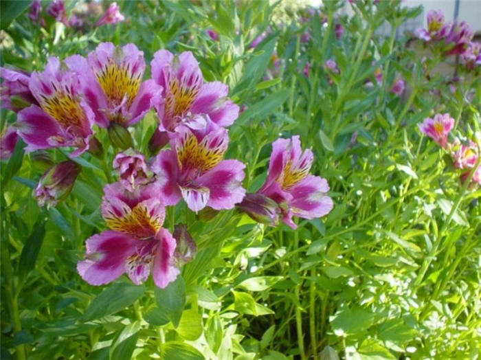 Alstroemeria hybrids