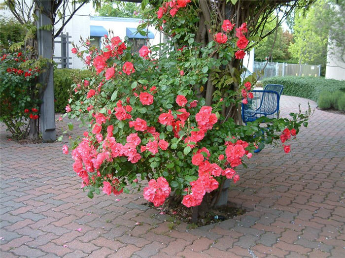 Climbing Rose selection