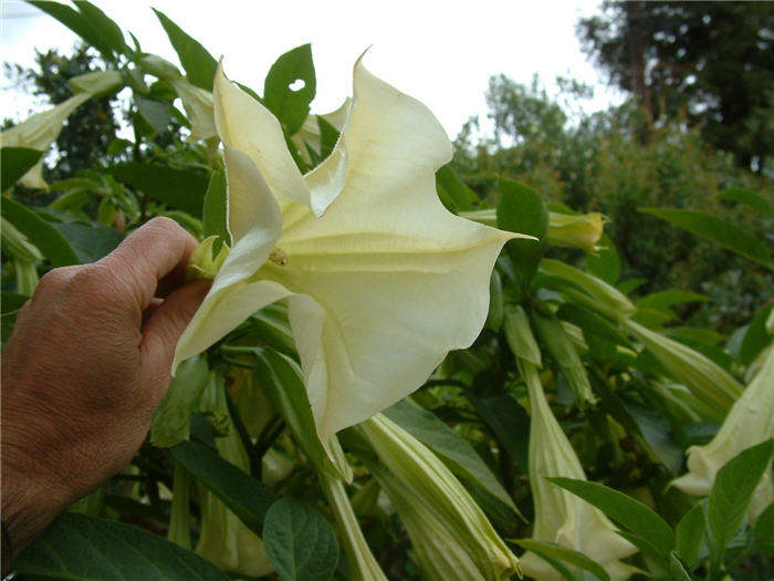 Plant photo of: Brugmansia X candida