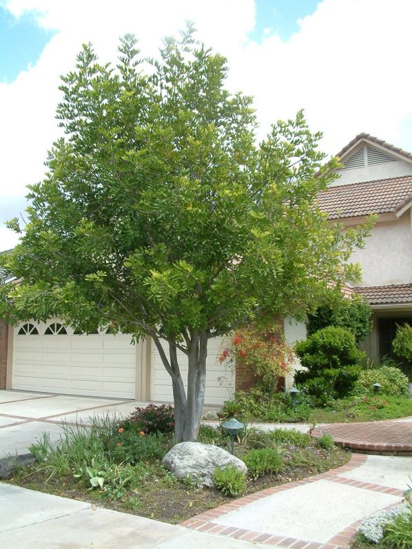 Carrotwood, Cupania