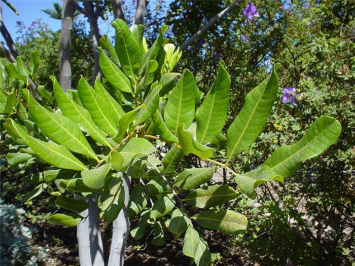 Plant photo of: Cupaniopsis anacardioides