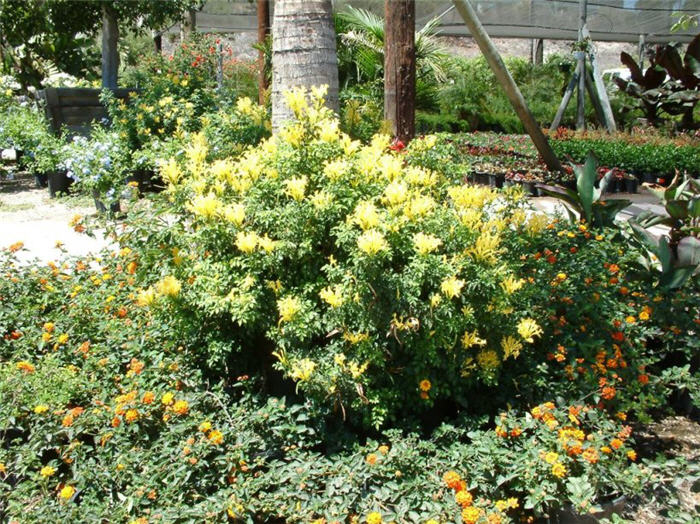 Cape Honeysuckle, Yellow