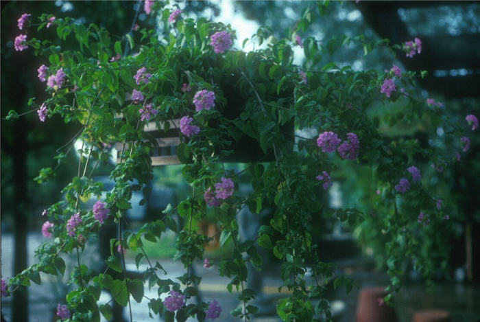 Lantana montevidensis Lavender Swirl