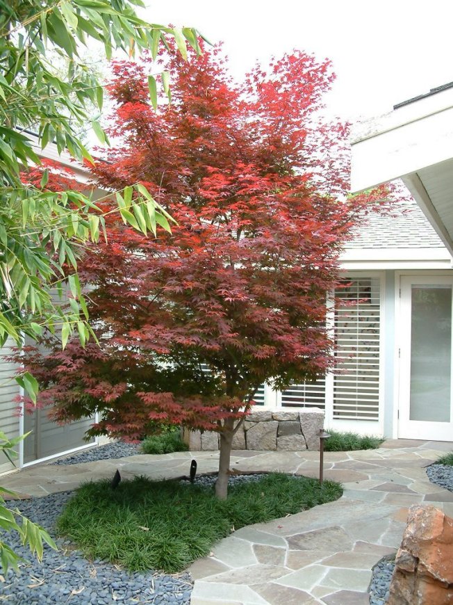 Bloodgood Japanese Maple