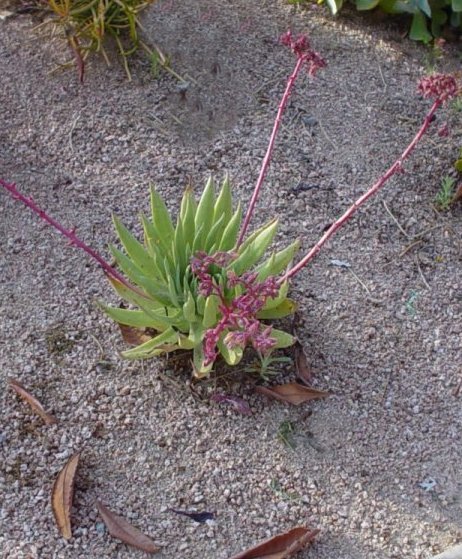 Baja Dudleya