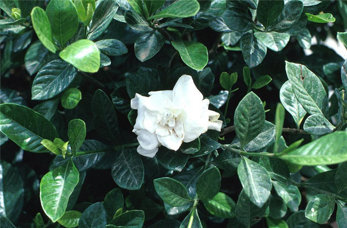 Plant photo of: Gardenia augusta 'Veitchii'