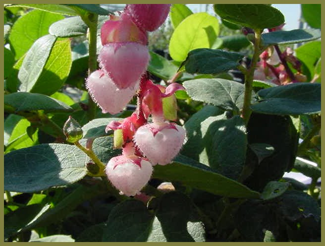 Plant photo of: Gaultheria shallon